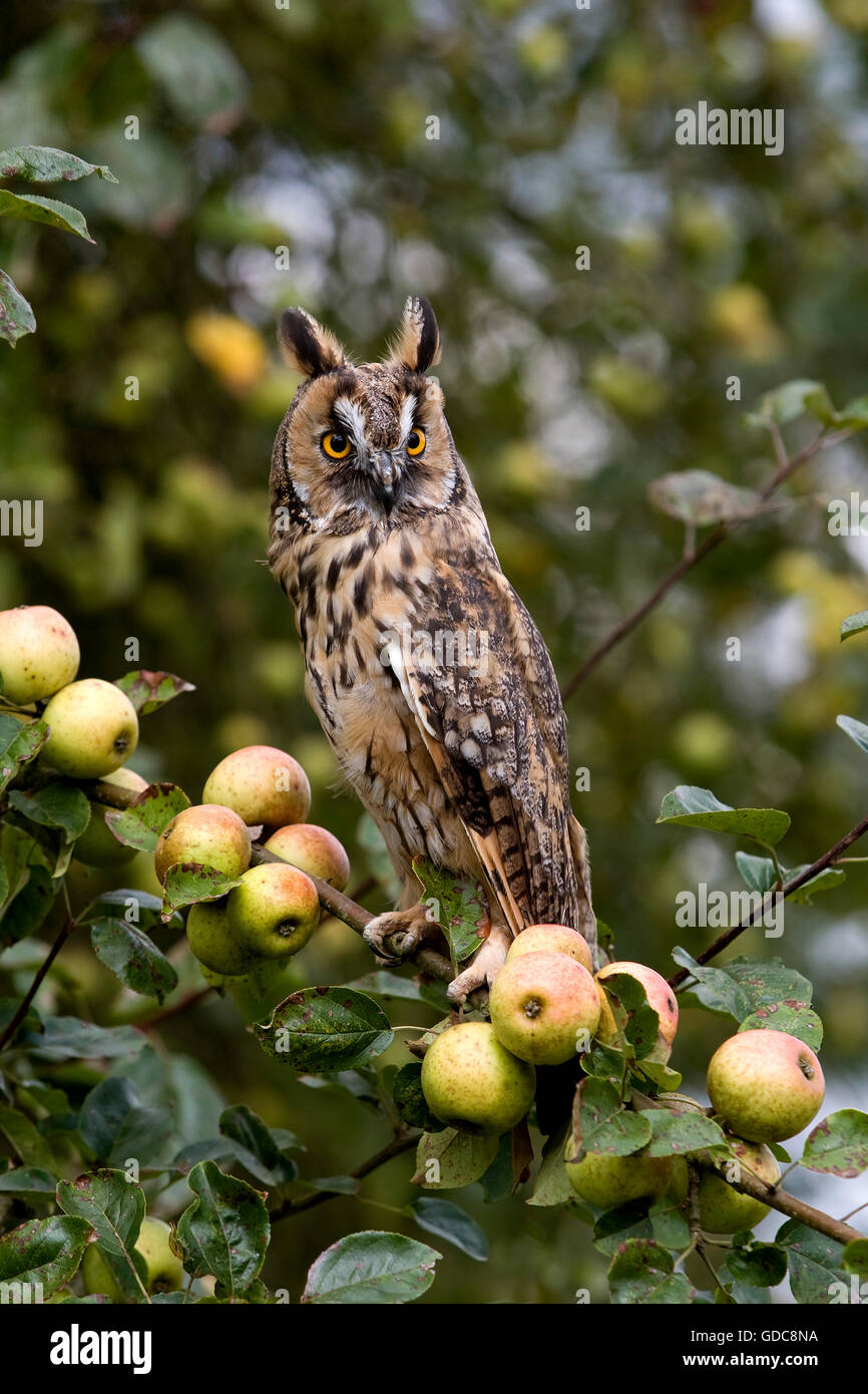 Waldohreule, Asio Otus an Apple Tree, Normandie Stockfoto