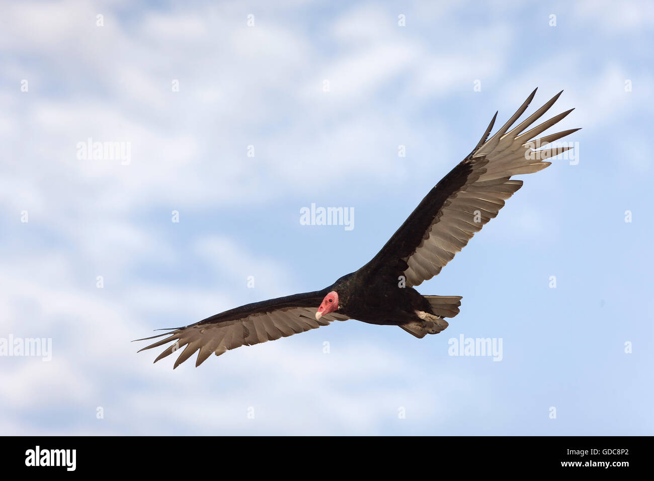Türkei Geier, Cathartes Aura, Erwachsenen während des Fluges, Paracas-Nationalpark in Peru Stockfoto