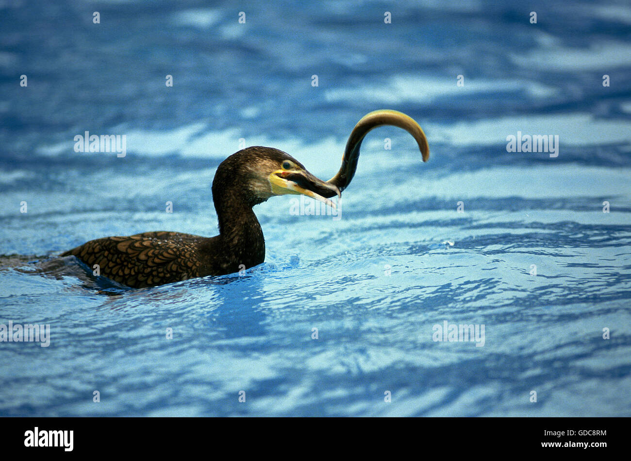 Kormoran Phalacrocorax Carbo, Erwachsene mit Aal in Rechnung Stockfoto