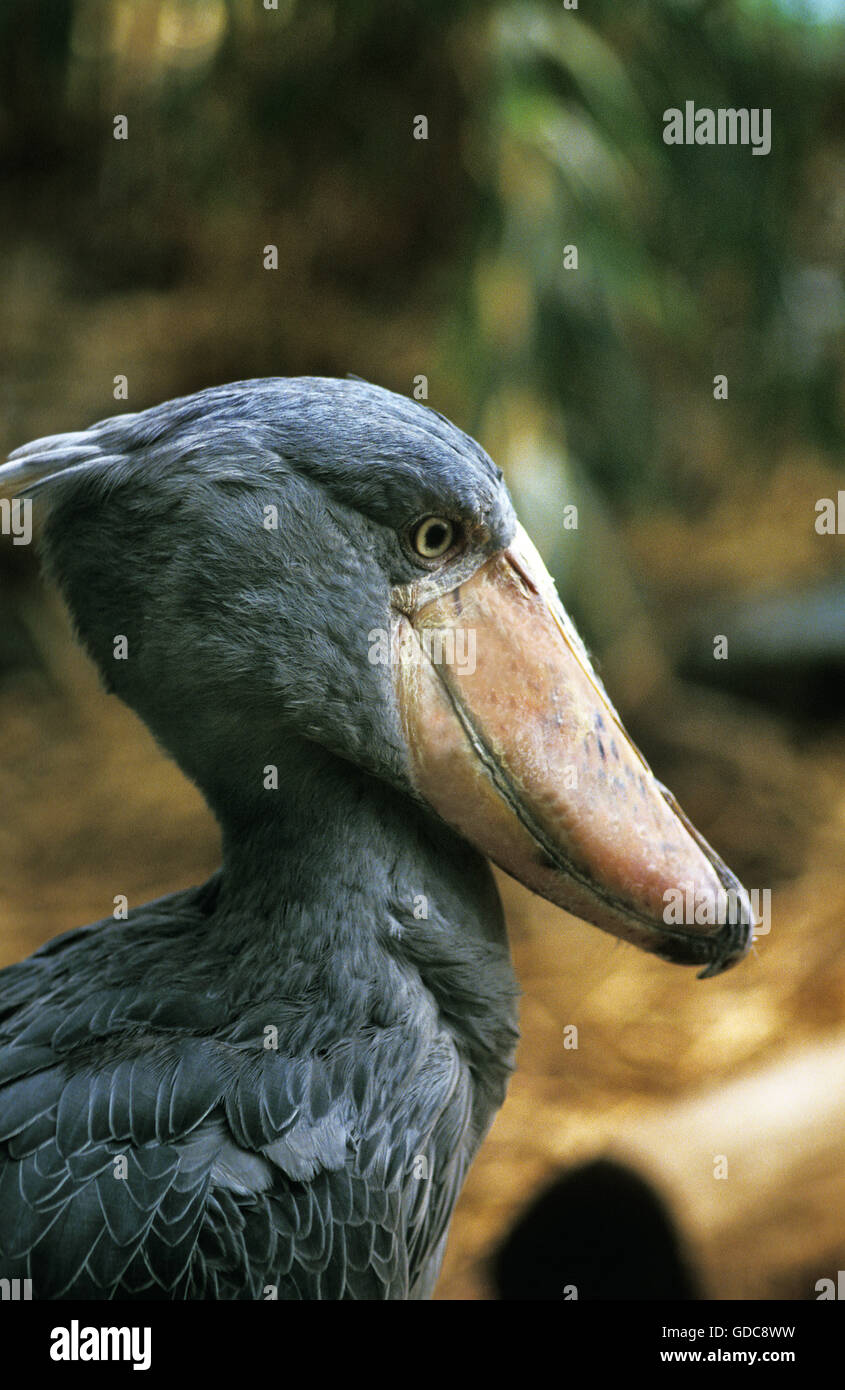 Schuhschnabel Storch oder Whale-Headed Stork, Balaeniceps Rex, Porträt von Erwachsenen Stockfoto