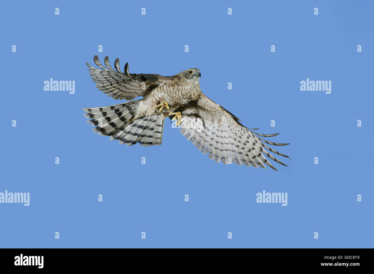 Europäische SPARROWHAWK Accipiter Nisus, Erwachsene IN FLIGHT Stockfoto