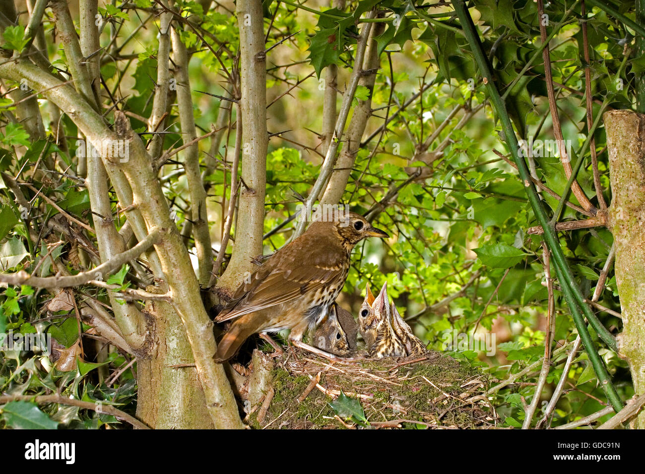 Singdrossel, Turdus Philomelos, Erwachsene Fütterung Küken im Nest, Normandie Stockfoto