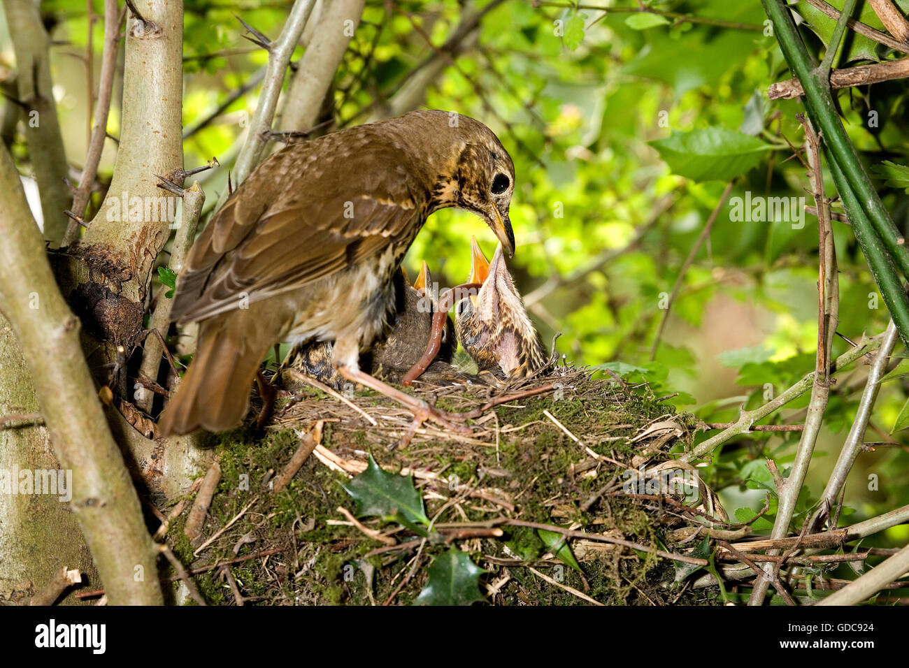 Singdrossel, Turdus Philomelos, Erwachsenen Fütterung Küken im Nest, Normandie Stockfoto