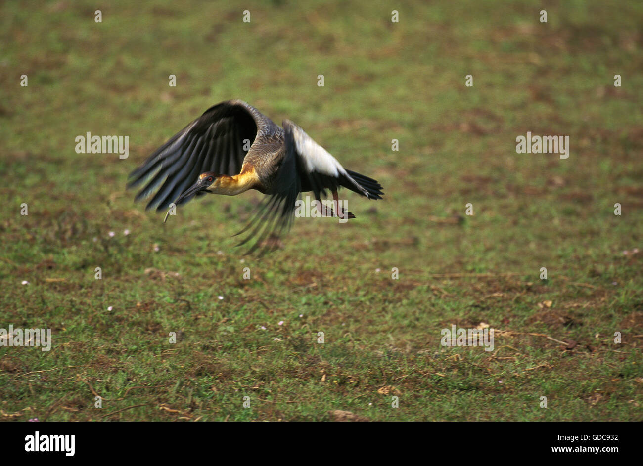 Buff Necked Ibis, Theristicus Caudatus, Erwachsenen während des Fluges, Pantanal in Brasilien Stockfoto