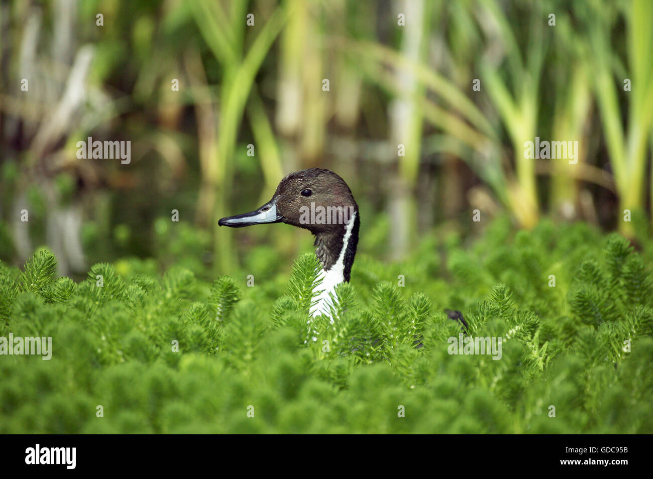 Nördlichen Pintail, Anas Acuta, Erwachsene im Teich, Normandie Stockfoto