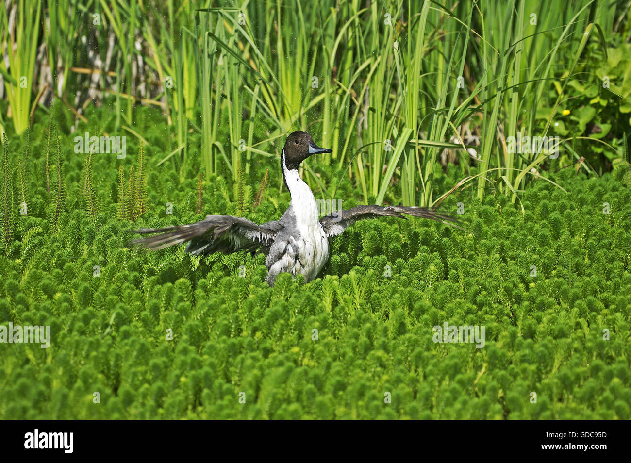 Nördlichen Pintail, Anas Acuta, Erwachsene im Teich, ausziehen, Normandie Stockfoto