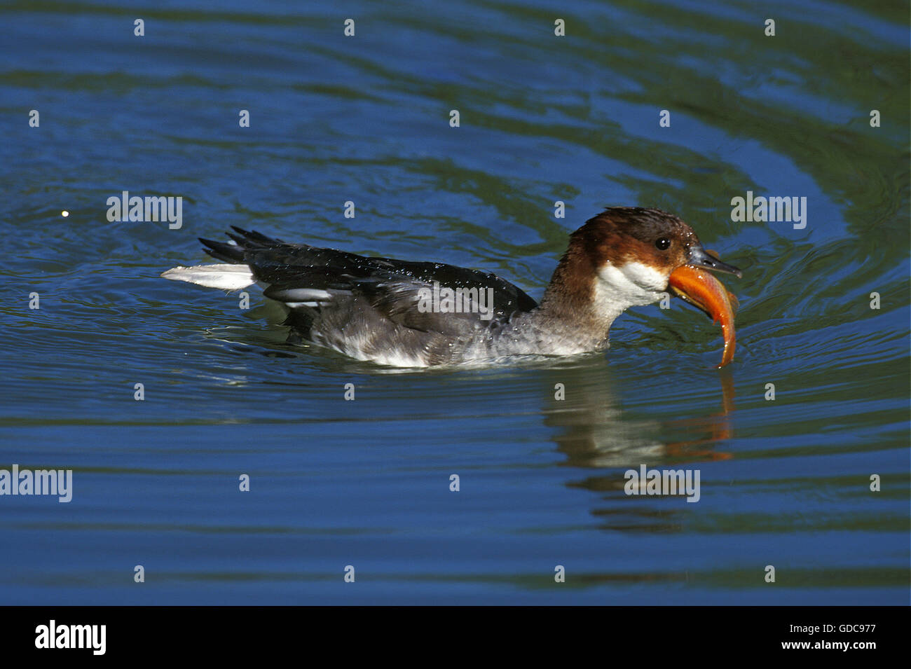 Zwergsäger, Mergus Albellus, weiblich mit Fisch im Schnabel Stockfoto