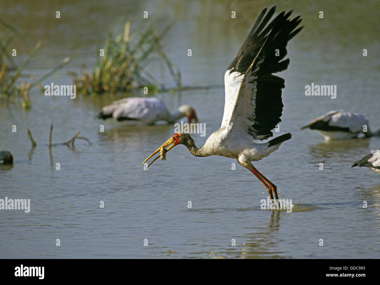 Gelb in Rechnung Storch, Mycteria Ibis, Erwachsenen während des Fluges, ausziehen mit Fisch im Schnabel, Kenia Stockfoto