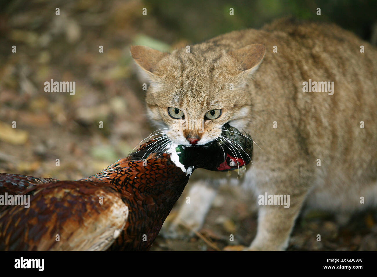 Europäische Wildkatze, Felis Silvestris, Erwachsene mit einem Kill, ein Fasan Stockfoto