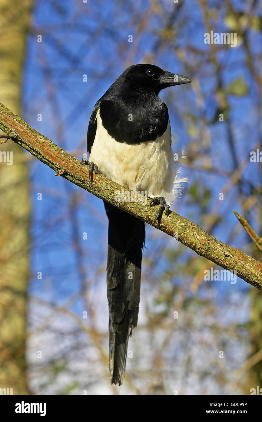 Schwarz in Rechnung gestellt Elster oder europäische Elster, Pica Pica, Erwachsene auf Zweig, Normandie Stockfoto