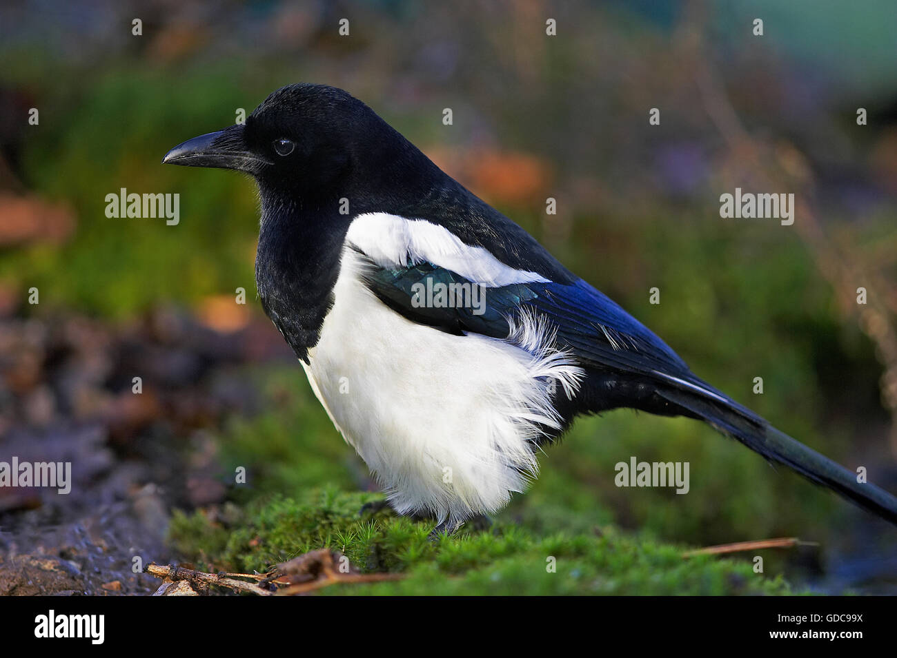 Schwarz in Rechnung gestellt Elster oder europäische Elster, Pica Pica, Erwachsene auf Moos, Normandie Stockfoto