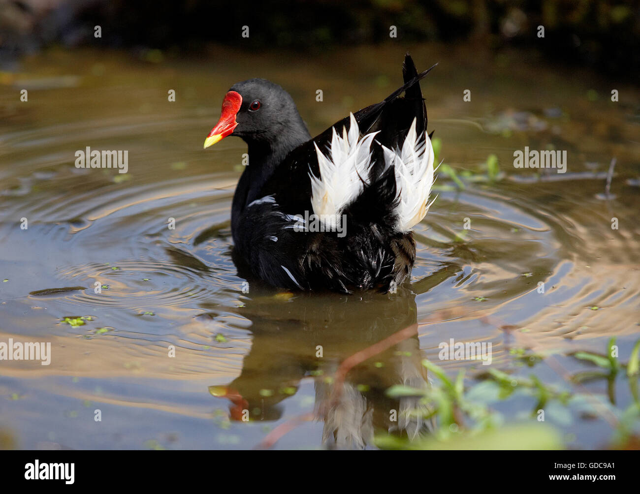 Gemeinsamen Teichhuhn oder europäischen Teichhuhn, Gallinula Chloropus, Erwachsene am Teich, Normandie Stockfoto