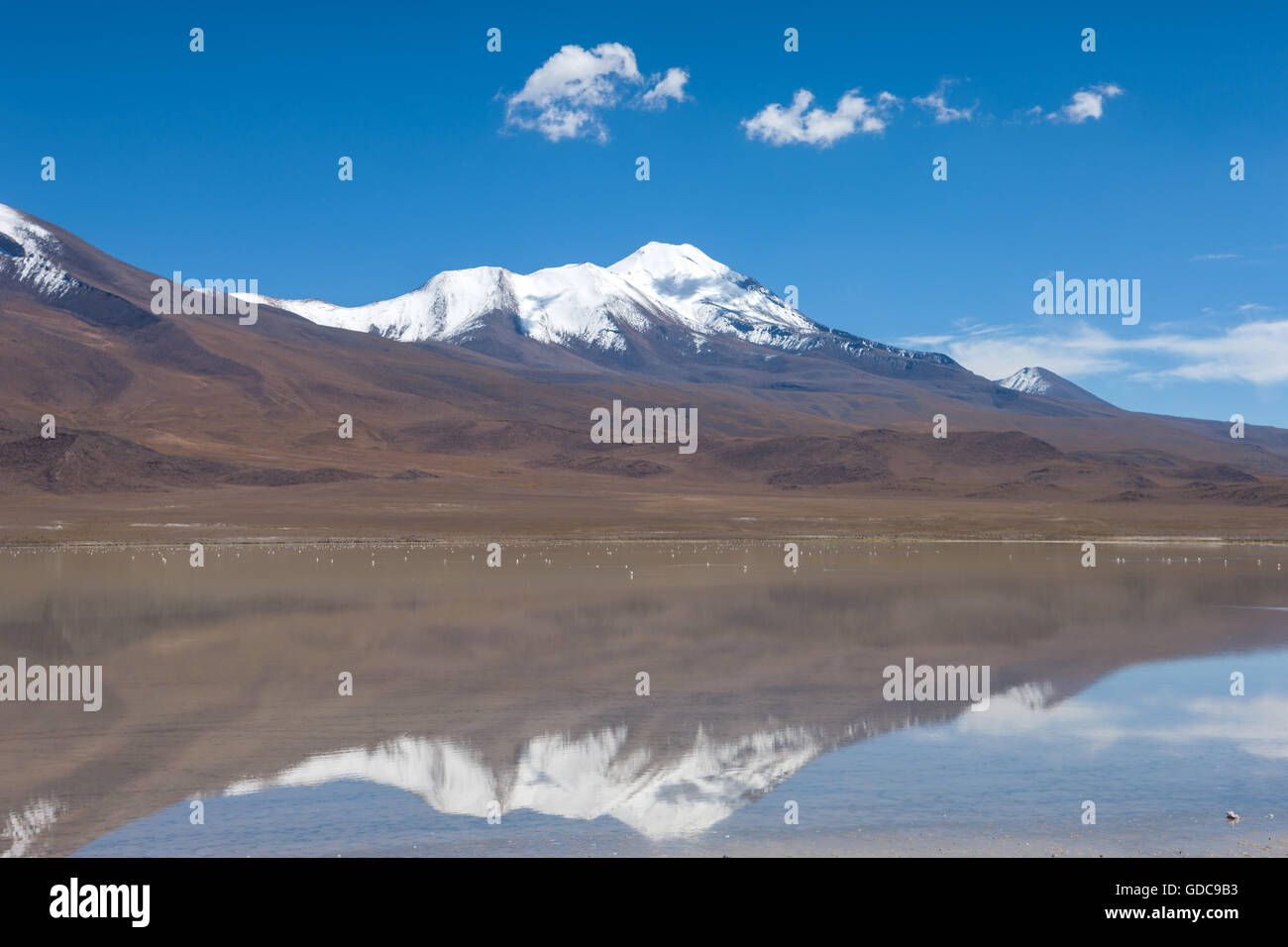 Laguna Hedionda in Bolivien Altiplano Stockfoto