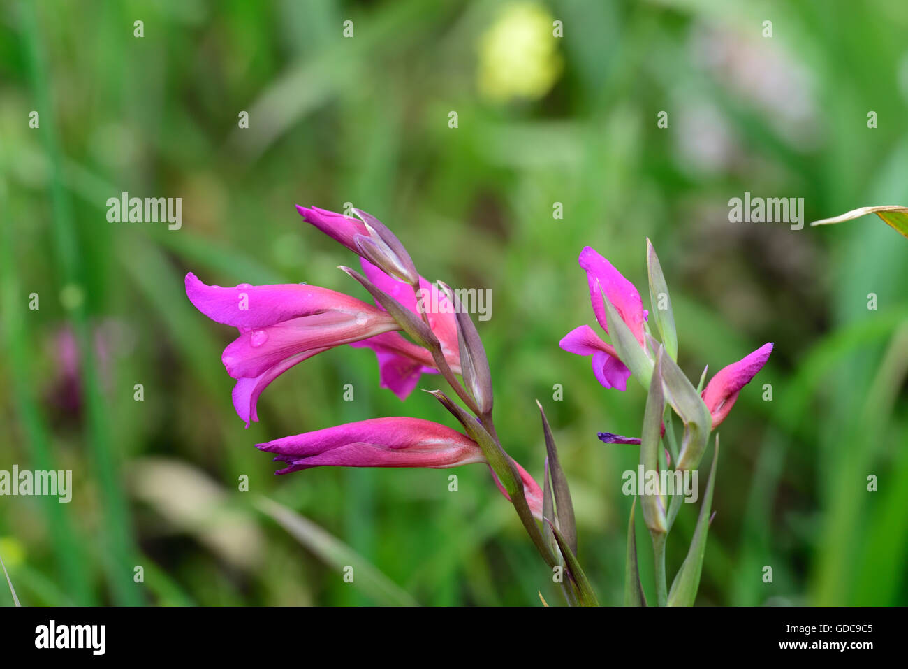 Illyricus Fotos und Bildmaterial in hoher Auflösung Alamy