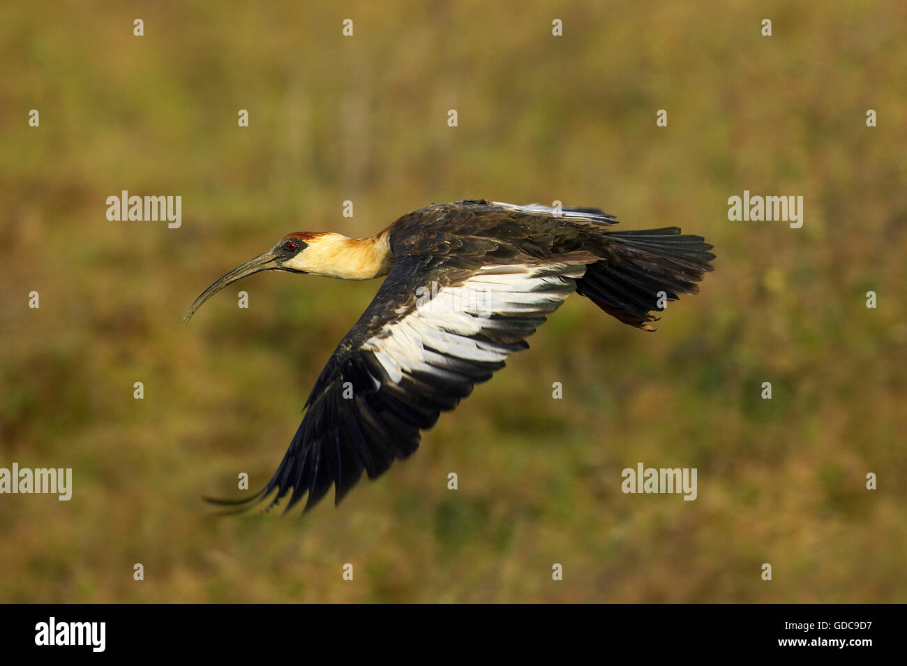 Buff-Necked Ibis, Theristicus Caudatus, Erwachsenen während des Fluges, Los Lianos in Venezuela Stockfoto