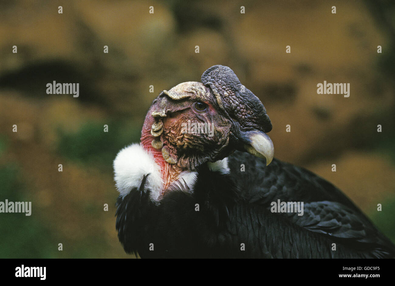 Andenkondor, Vultur Kondor, Porträt von Erwachsenen Stockfoto