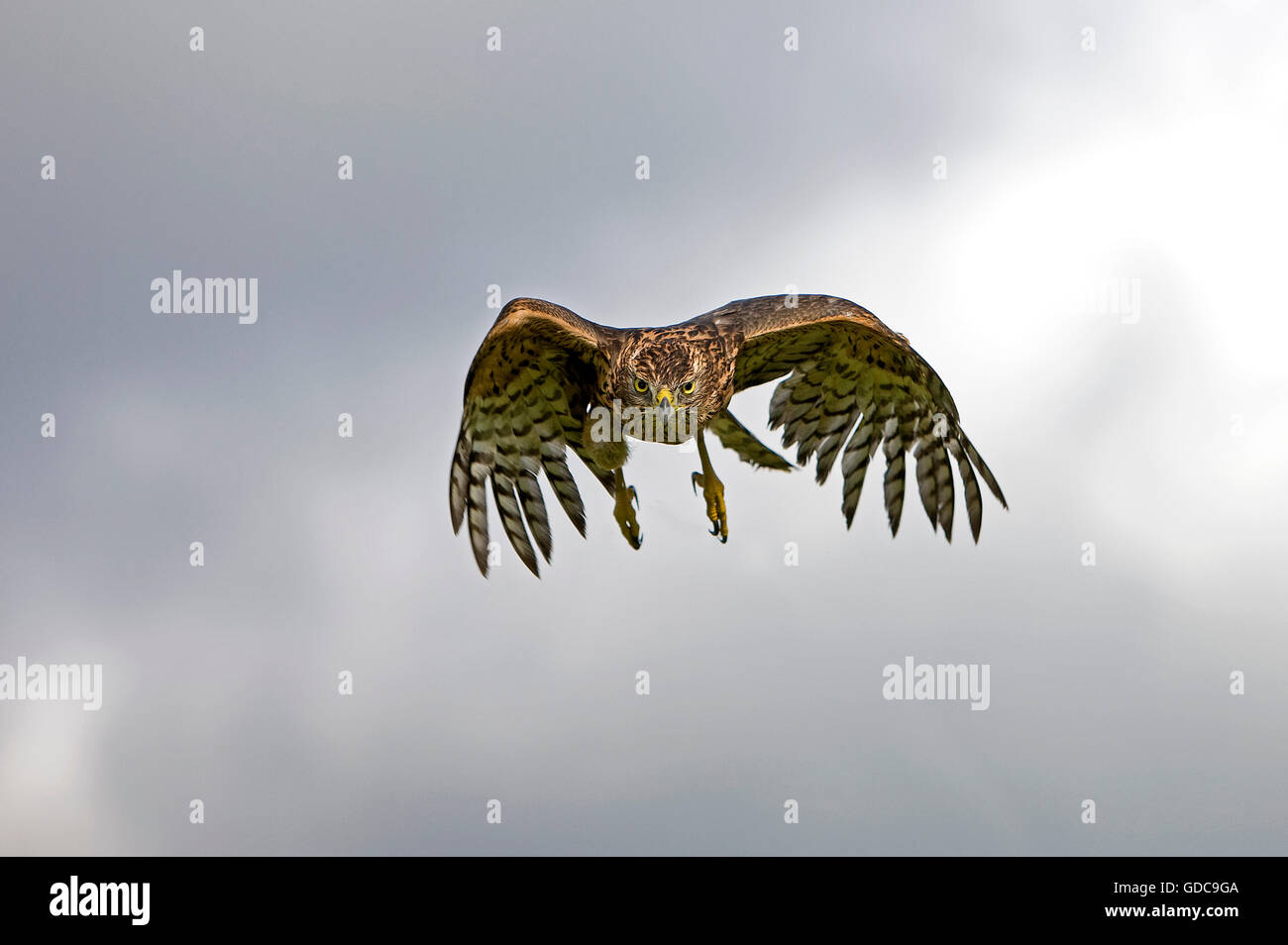 Habicht Accipiter Gentilis, JUVENILE IN FLIGHT, Normandie Stockfoto