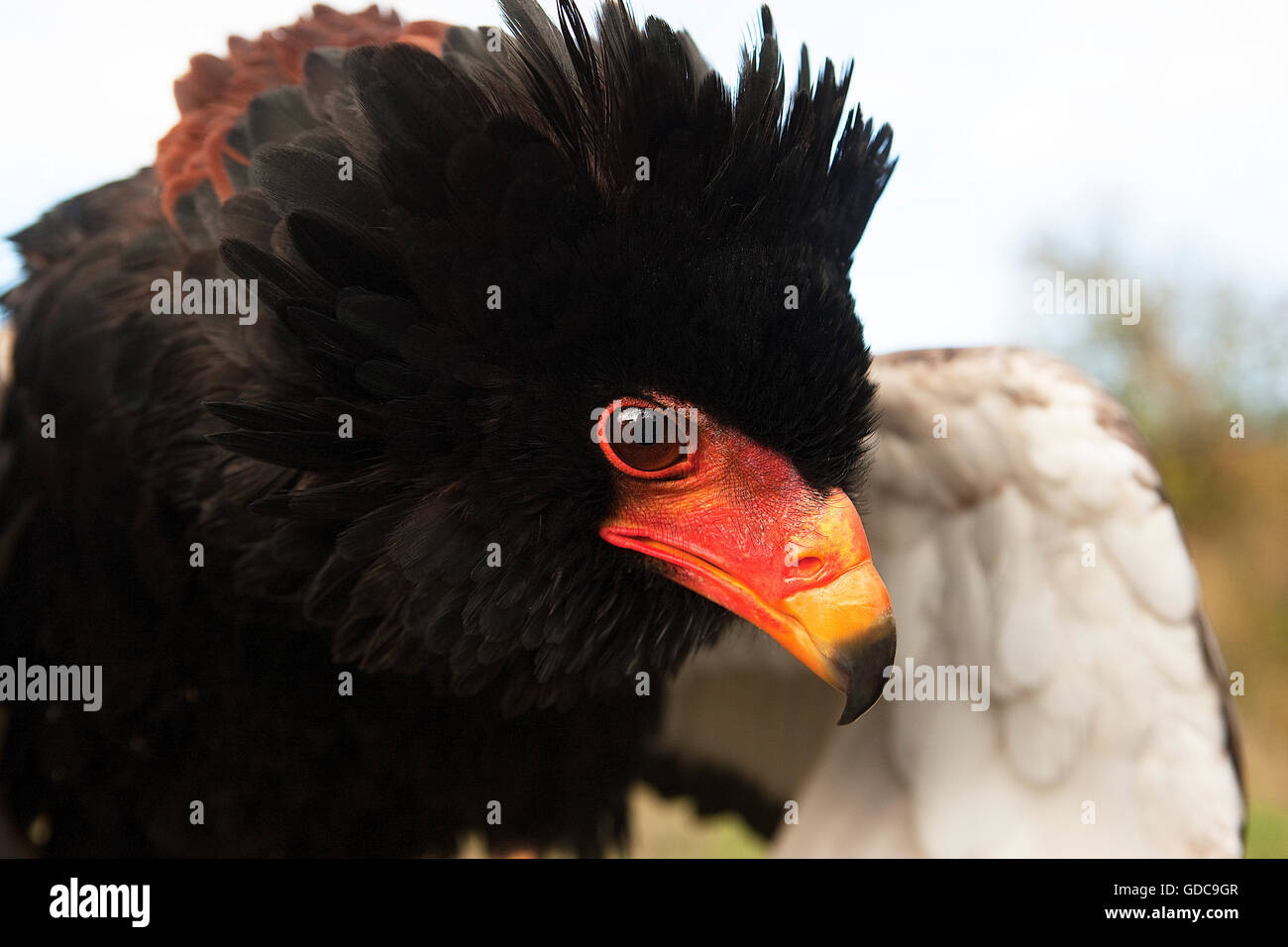 Bateleur Adler, Terathopius Ecaudatus, Porträt von Erwachsenen Stockfoto