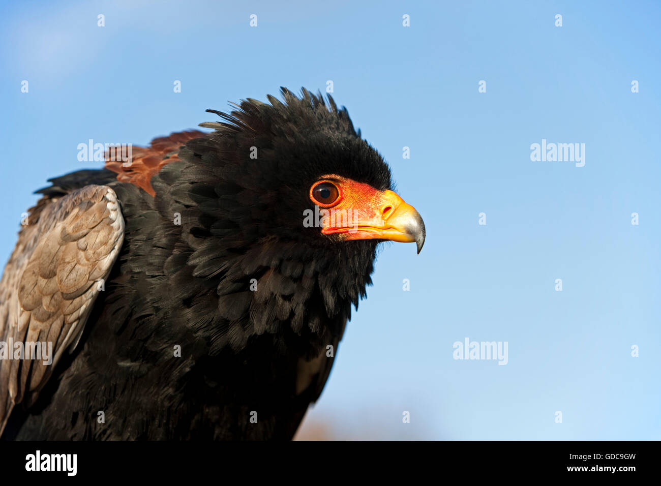 BATELEUR Adler Terathopius Ecaudatus, Erwachsene Stockfoto
