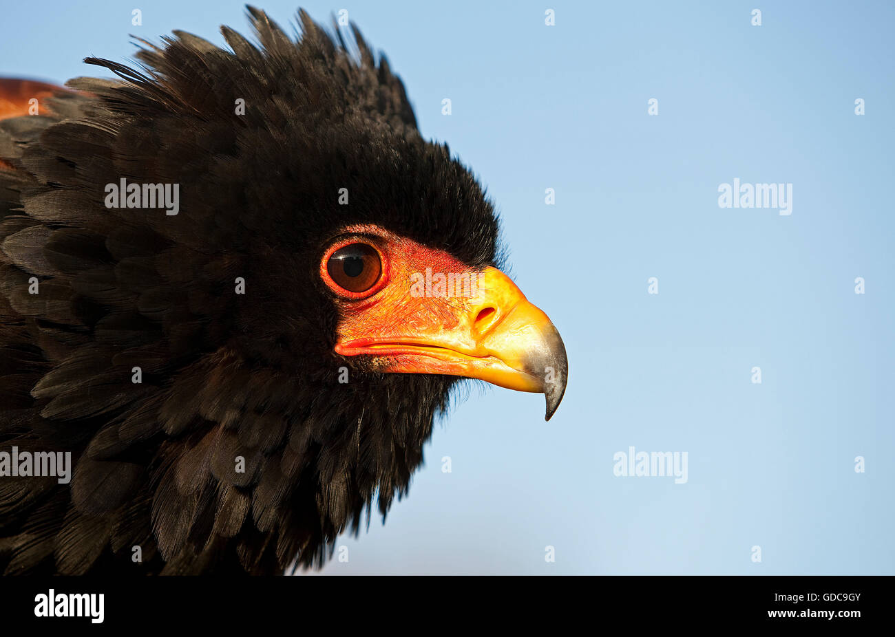 Bateleur Adler, Terathopius Ecaudatus, Porträt von Erwachsenen Stockfoto