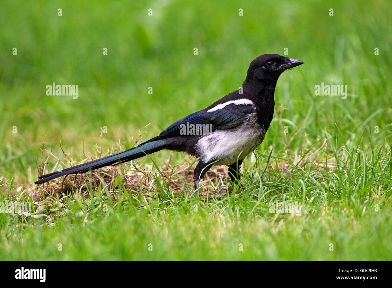 Schwarz in Rechnung gestellt Elster oder europäische Elster, Pica Pica, Erwachsene auf Rasen, Normandie Stockfoto