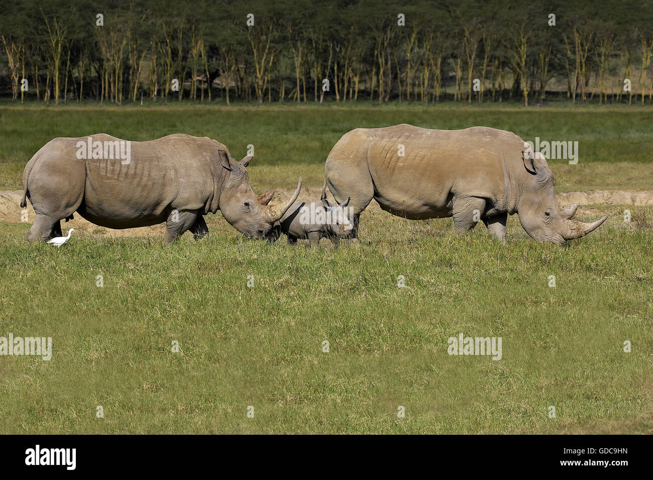 Breitmaulnashorn Ceratotherium Simum in NAKURU PARK IN Kenia Stockfoto