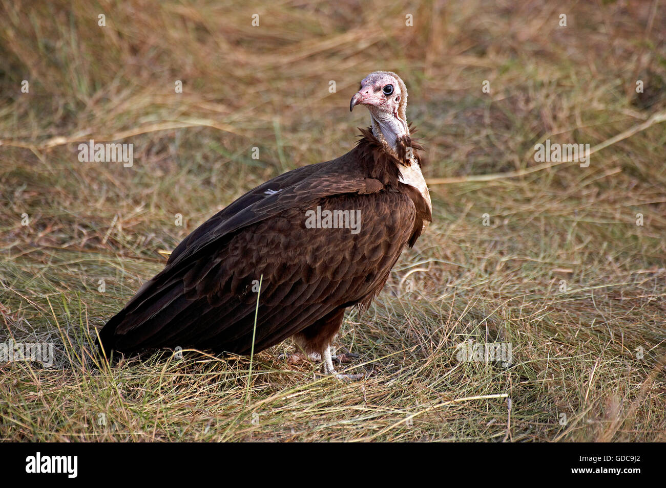 Mit Kapuze Geier Necrosyrtes Monachus, Erwachsene auf Boden, Masai Mara-Park in Kenia Stockfoto