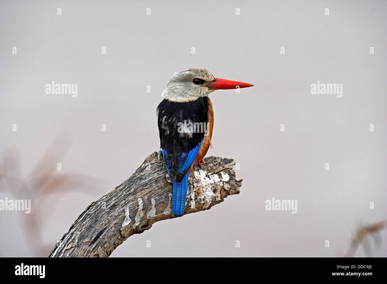 Grey leitete Kingfisher halcyon Leucocephala, Erwachsene auf Ast, Naivasha-See in Kenia Stockfoto
