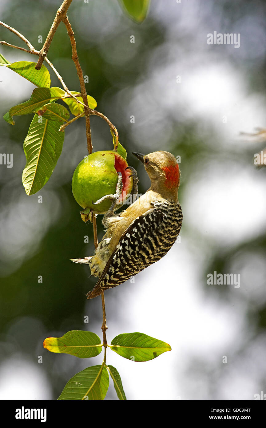 Rot-gekrönter Specht, Melanerpes Rubricapillus, Erwachsenen essen Obst, Los Lianos in Venezuela Stockfoto