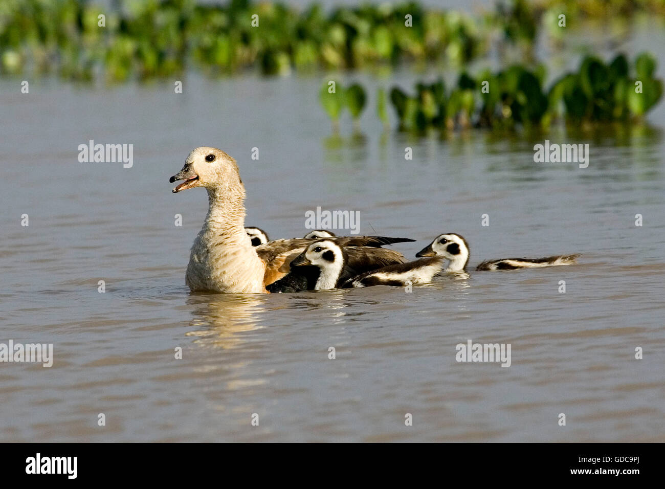 Orinoco Gans, Neochen Jubata, Erwachsene mit Küken im Wasser, Los Lianos in Venezuela Stockfoto