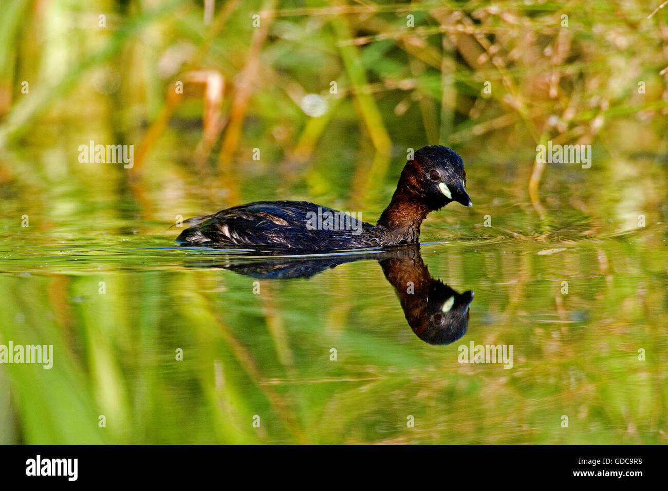 Zwergtaucher, Tachybaptus Ruficollis, Erwachsene im Wasser, Teich in der Normandie Stockfoto