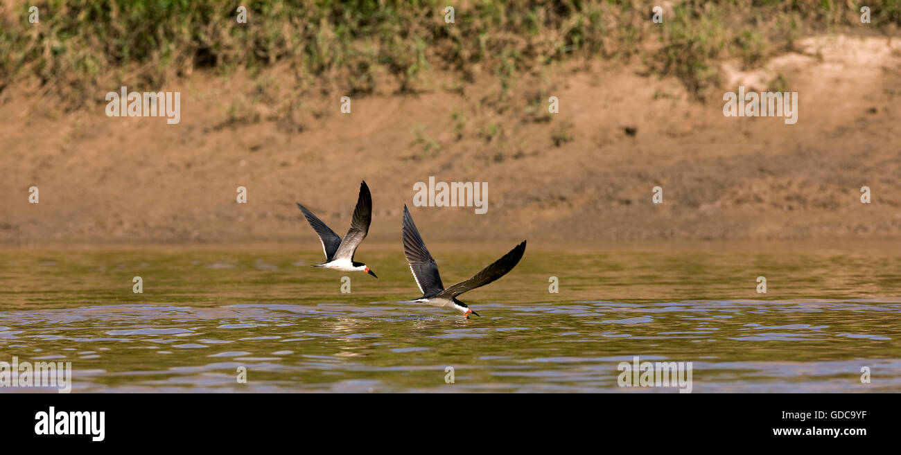 Schwarzes Abstreicheisen Rynchops Niger, Erwachsene im Flug, Angeln im Fluss Madre de Dios, Manu Reserve in Peru Stockfoto