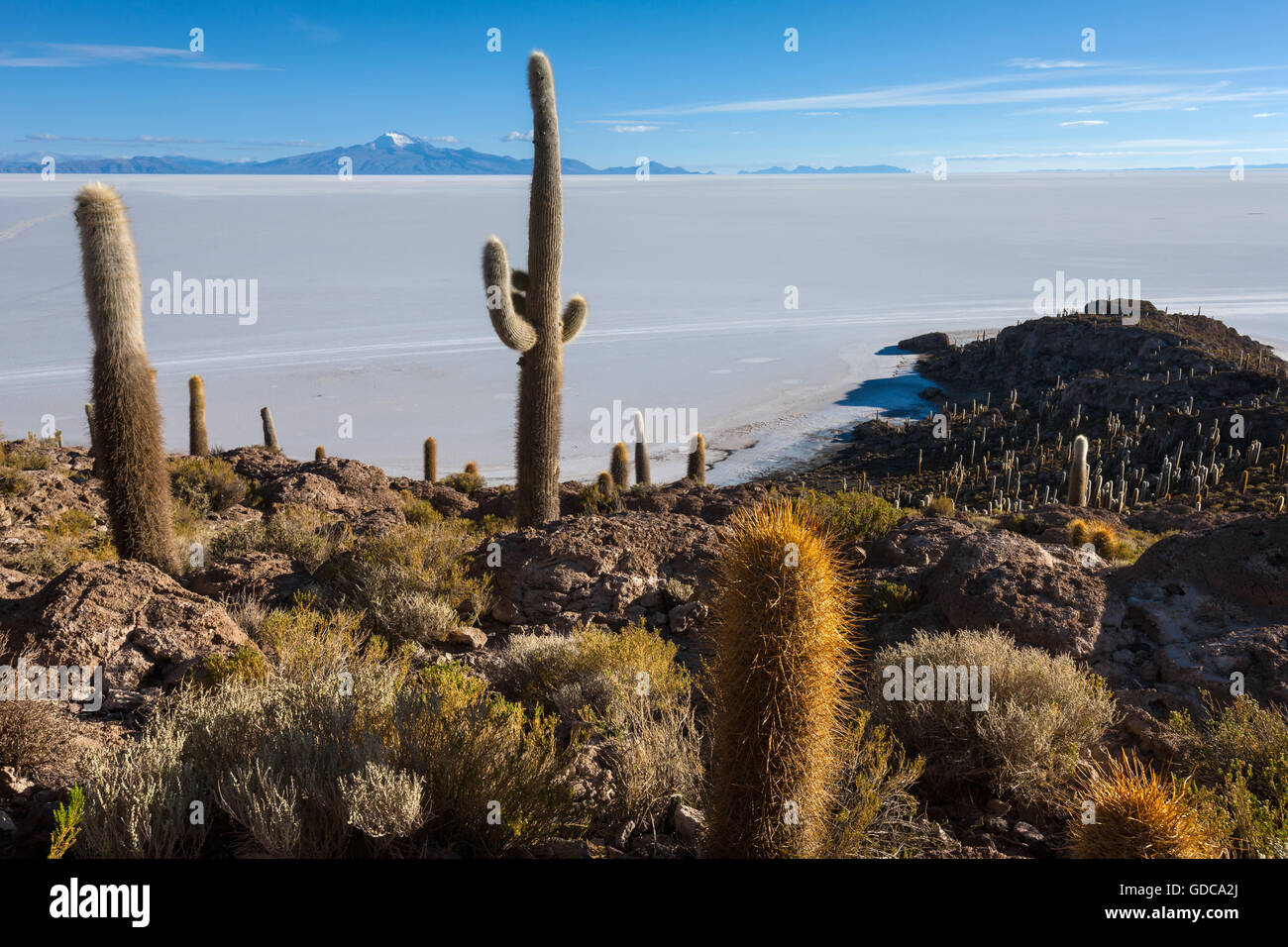 Kakteen, Bolivien, Altiplano Stockfoto