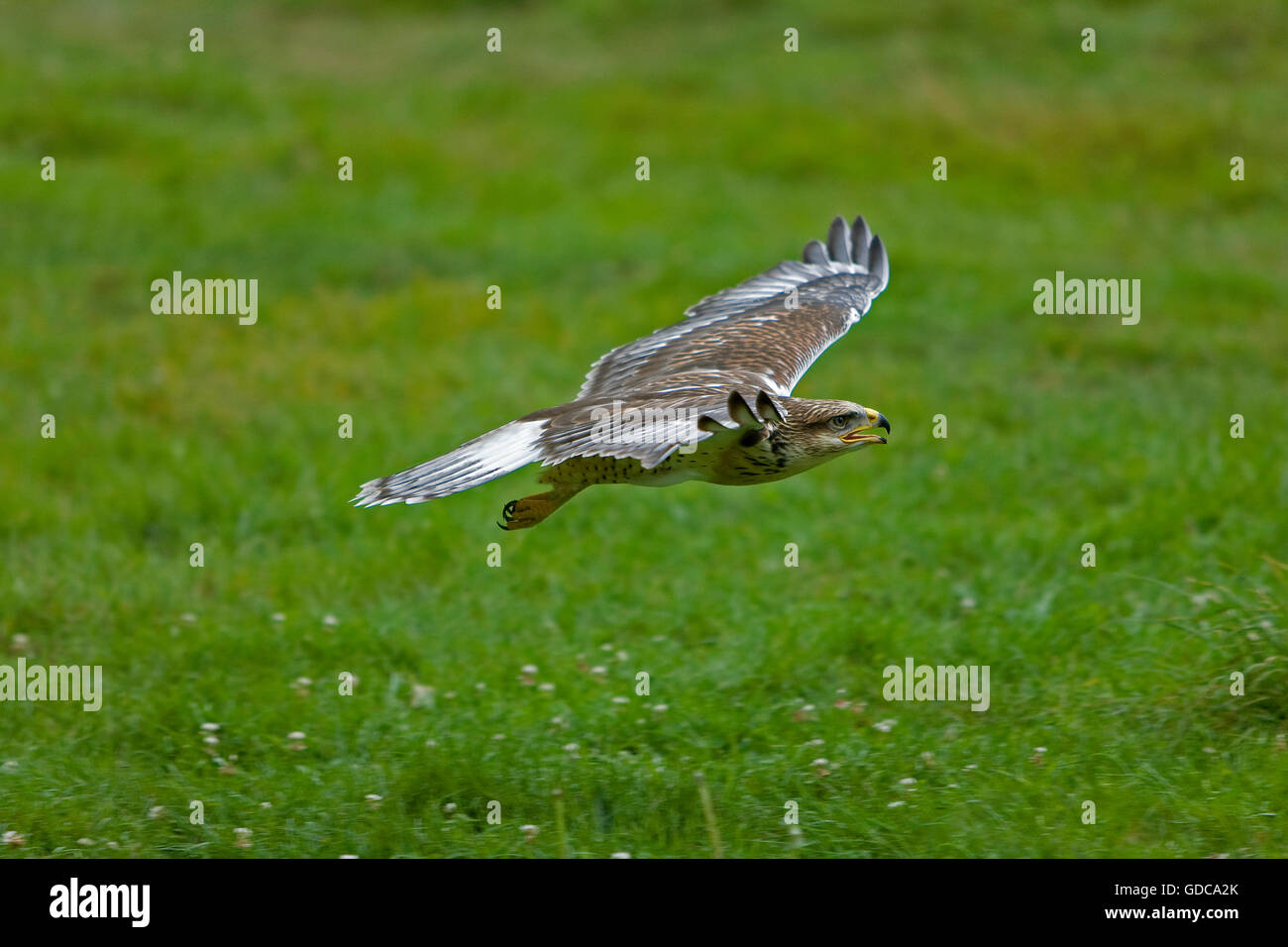 Eisenhaltiger Falke, Buteo Regalis, im Flug Stockfoto