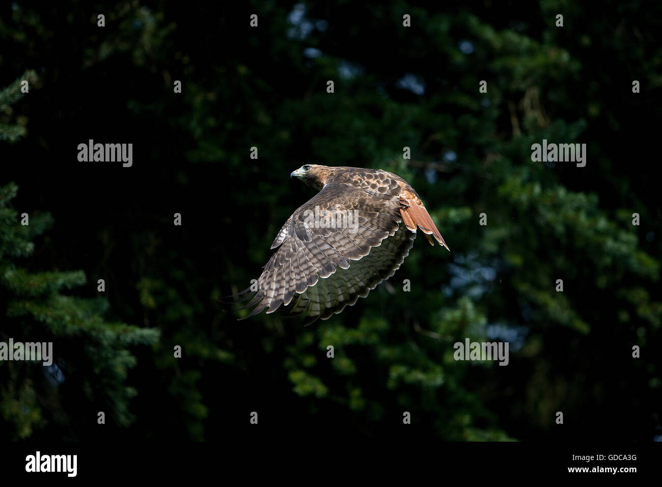 ROT - angebundener Falke Buteo Jamaicensis, Erwachsene IN FLIGHT Stockfoto