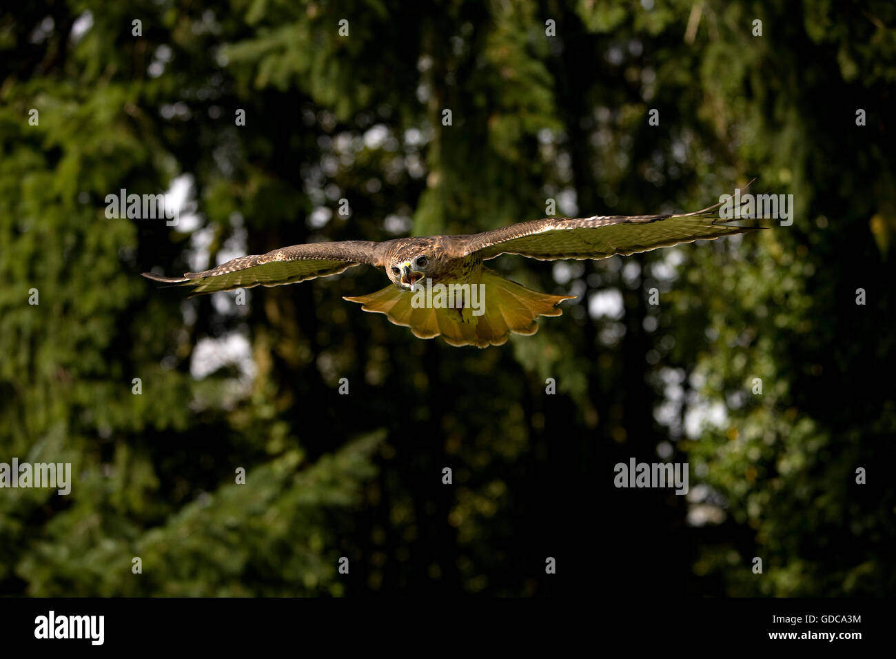 Rot - angebundener Falke, Buteo Jamaicensis, Erwachsenen im Flug Stockfoto