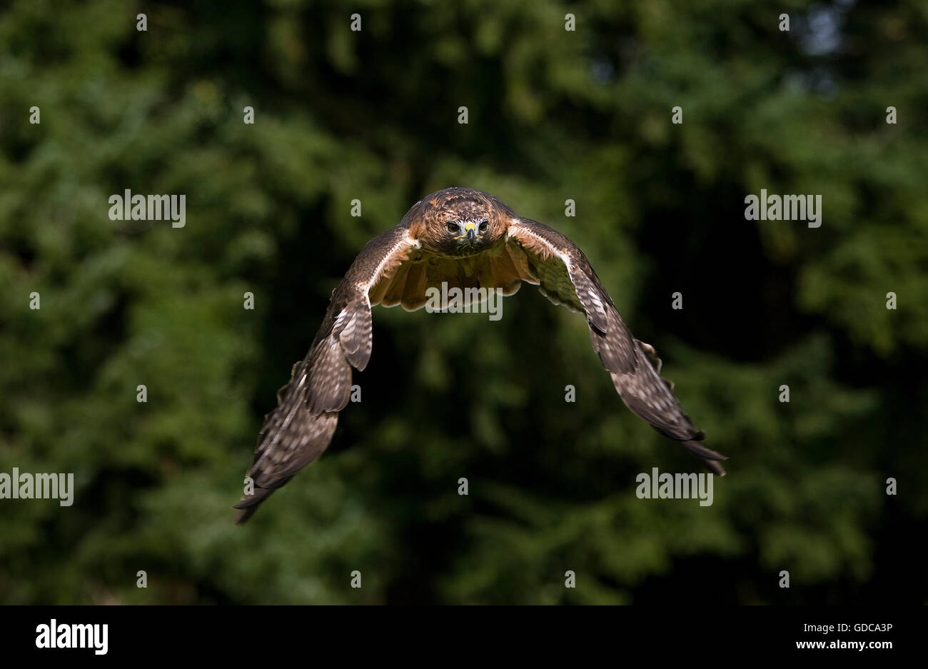 ROT - angebundener Falke Buteo Jamaicensis, Erwachsene IN FLIGHT Stockfoto