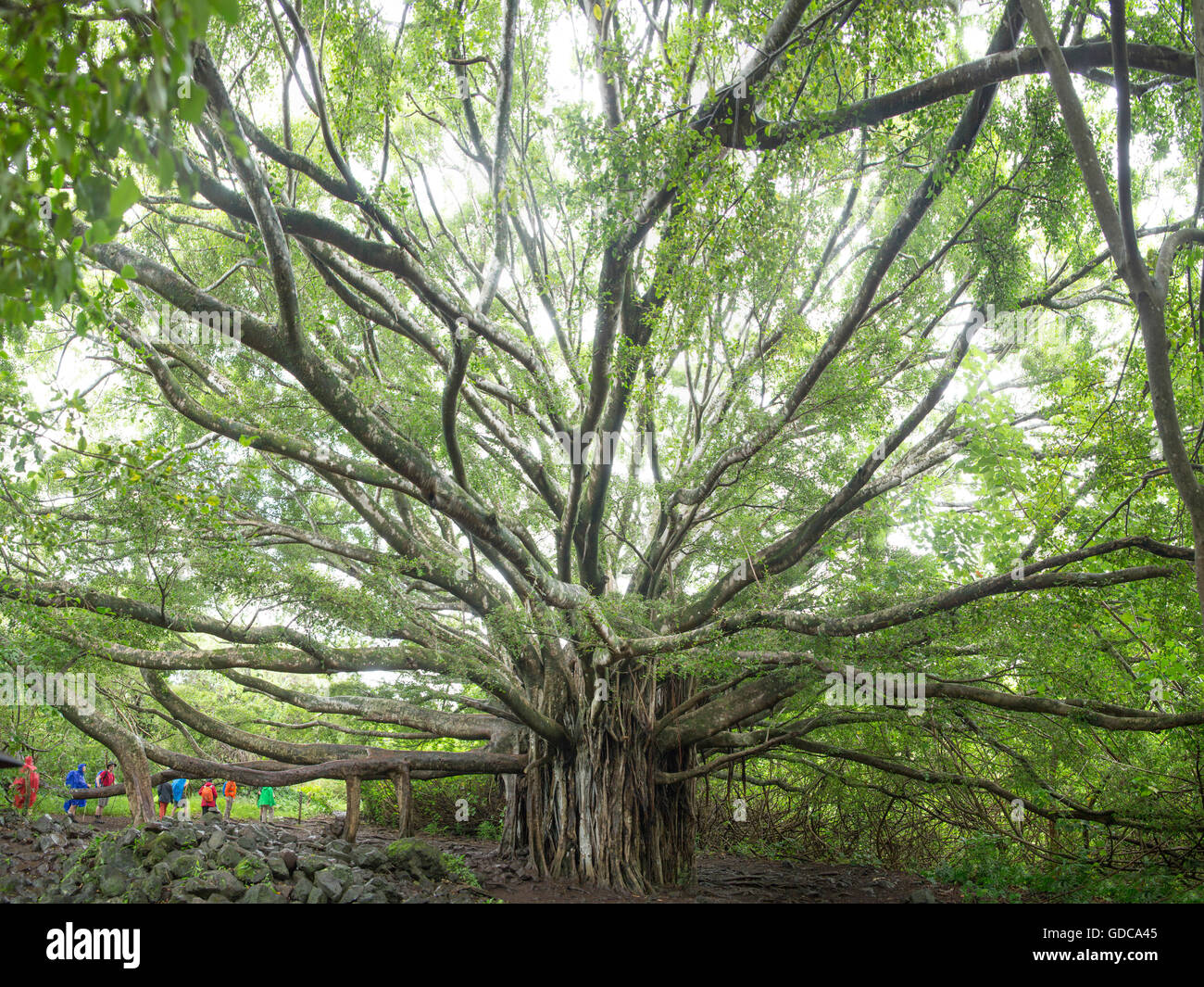 Kipahulu, Park, Küste, Maui, Baum, Menschen, historische Stätte, USA, Hawaii, Amerika, Felsen, Klippe, Stein, Berge, Stockfoto