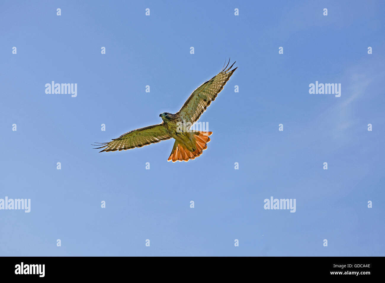 ROT - angebundener Falke Buteo Jamaicensis, Erwachsene IN FLIGHT Stockfoto