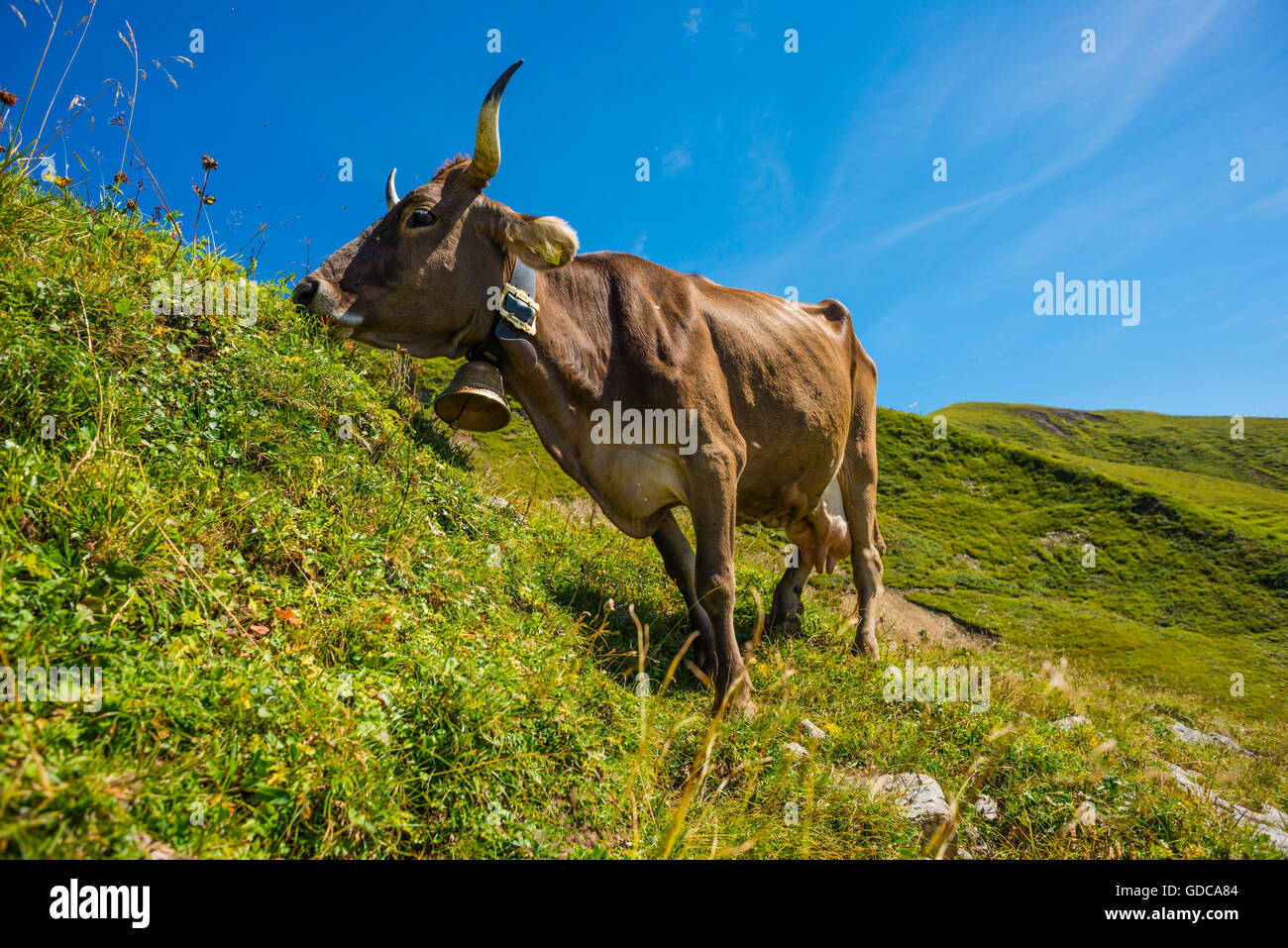 Allgäu, Allgäuer Alpen, Allgäu braune Rinder, Alpine Rasen, Bayern, in der Nähe von Oberstdorf, Bos Primigenius Taurus, braune Rinder, Keim Stockfoto