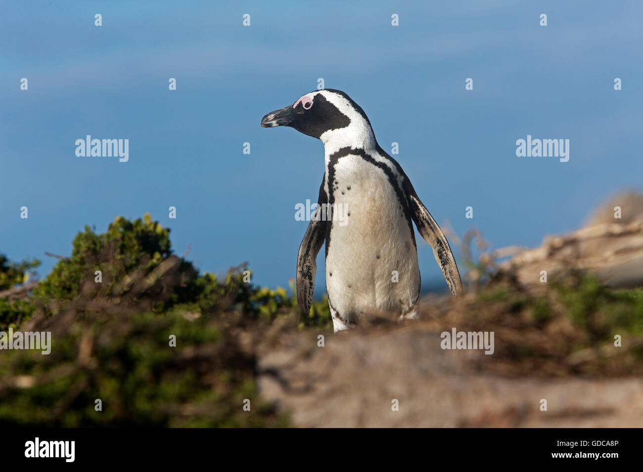 JACKASS PENGUIN oder afrikanische Pinguin Spheniscus Demersus, BETTYS BAY IN Südafrika Stockfoto