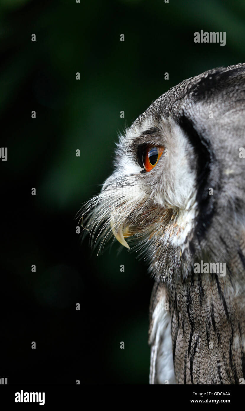 White-faced Zwergohreule Eule Otus Leucotis, Porträt von Erwachsenen Stockfoto