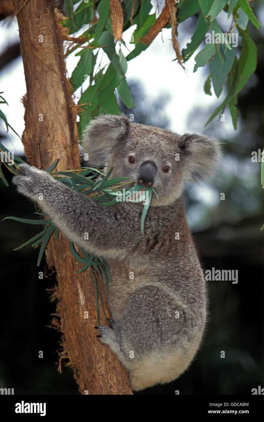 KOALA Phascolarctos Cinereus, Erwachsenen Essen EUKALYPTUSBLÄTTER, Australien Stockfoto