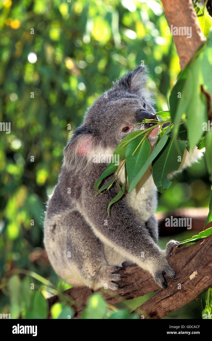 Koala, Phascolarctos Cinereus, Erwachsenen in Eukalyptus Baum, Australien Stockfoto