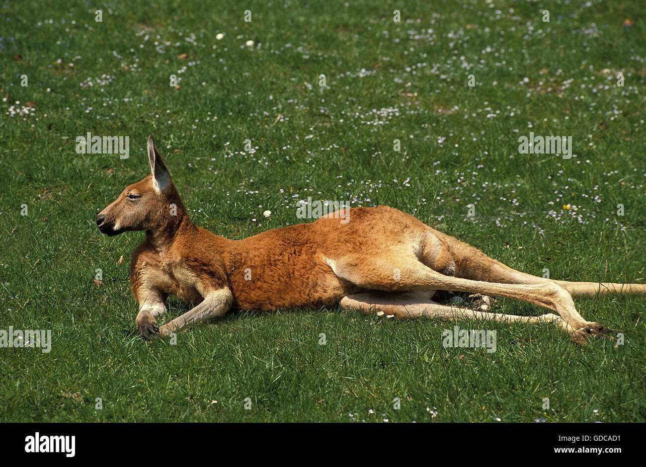 Red Kangaroo, Macropus Rufus, Erwachsenen Festlegung auf Rasen Stockfoto