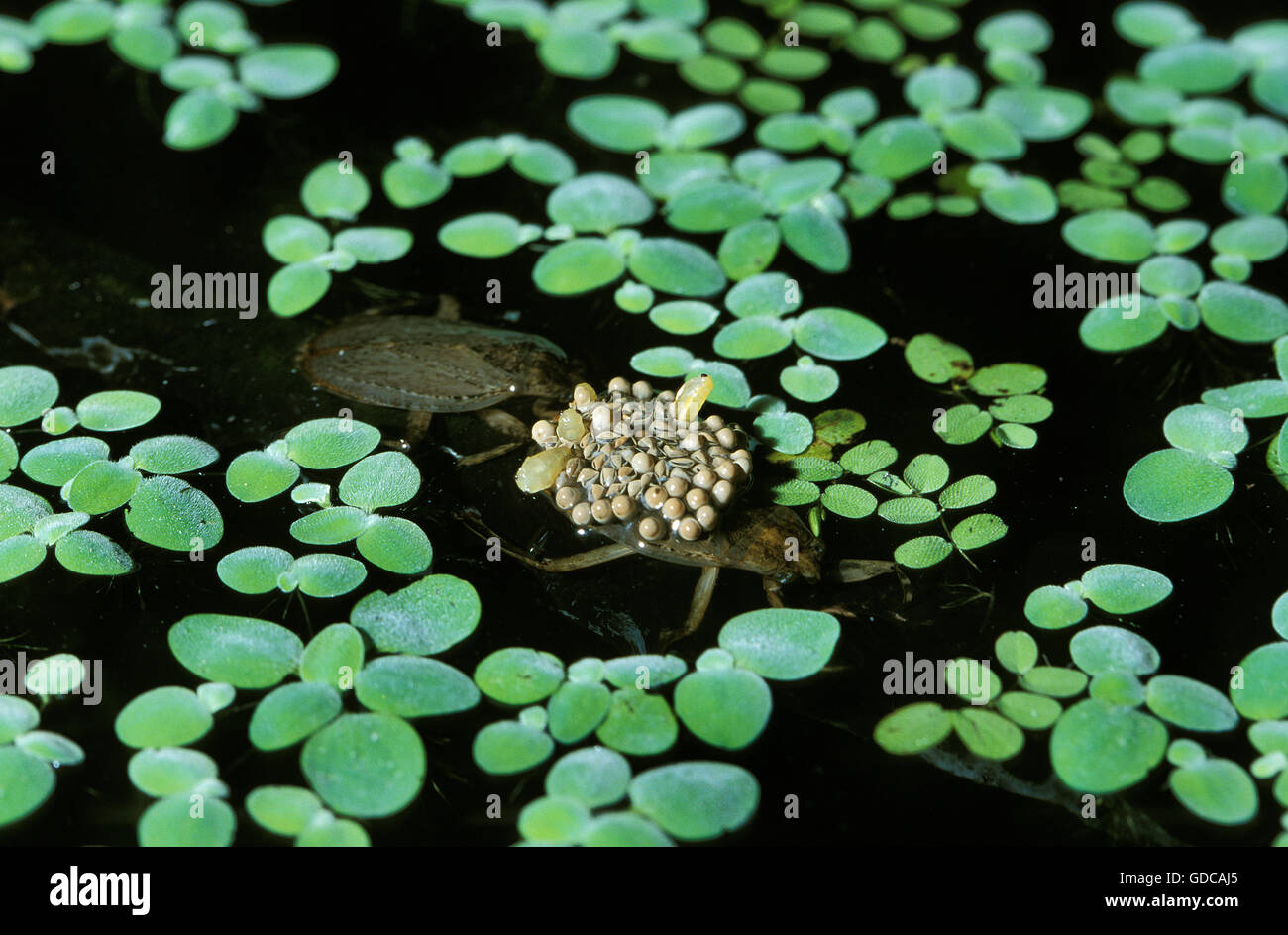 Wasser-Bug, Abedus Herberti, Erwachsene mit Eiern auf seinen Rücken, Florida Stockfoto