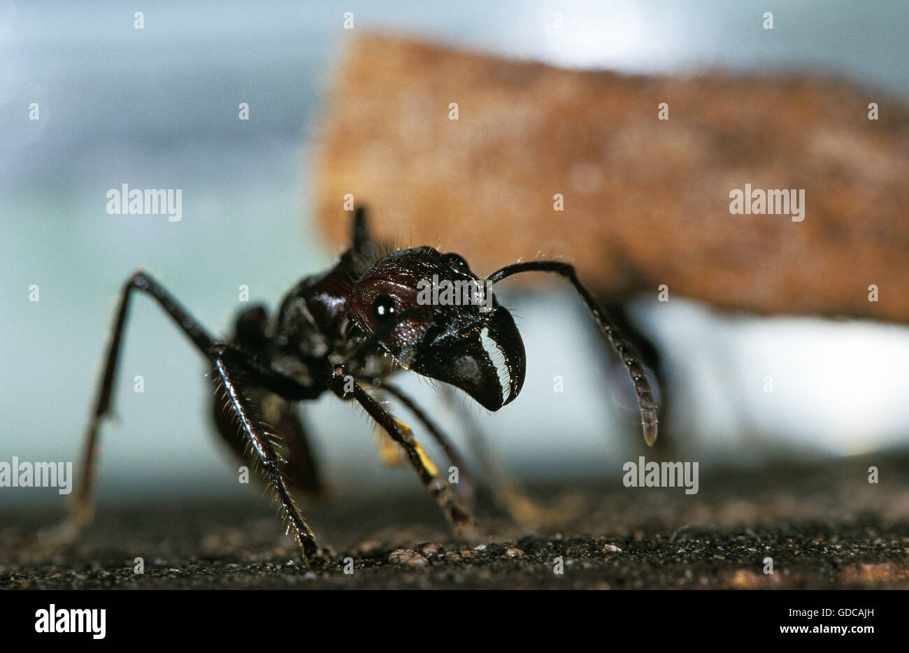 Bullet Ant, Paraponeragroße Clavata, Costa Rica Stockfoto