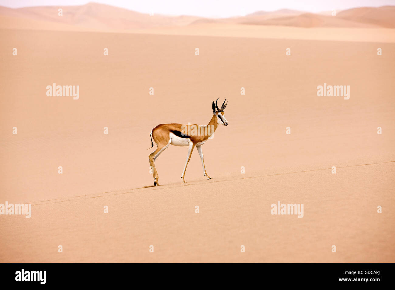 Springbock, Antidorcas Marsupialis, Erwachsenen gehen auf Sand, Namib-Wüste in Namibia Stockfoto
