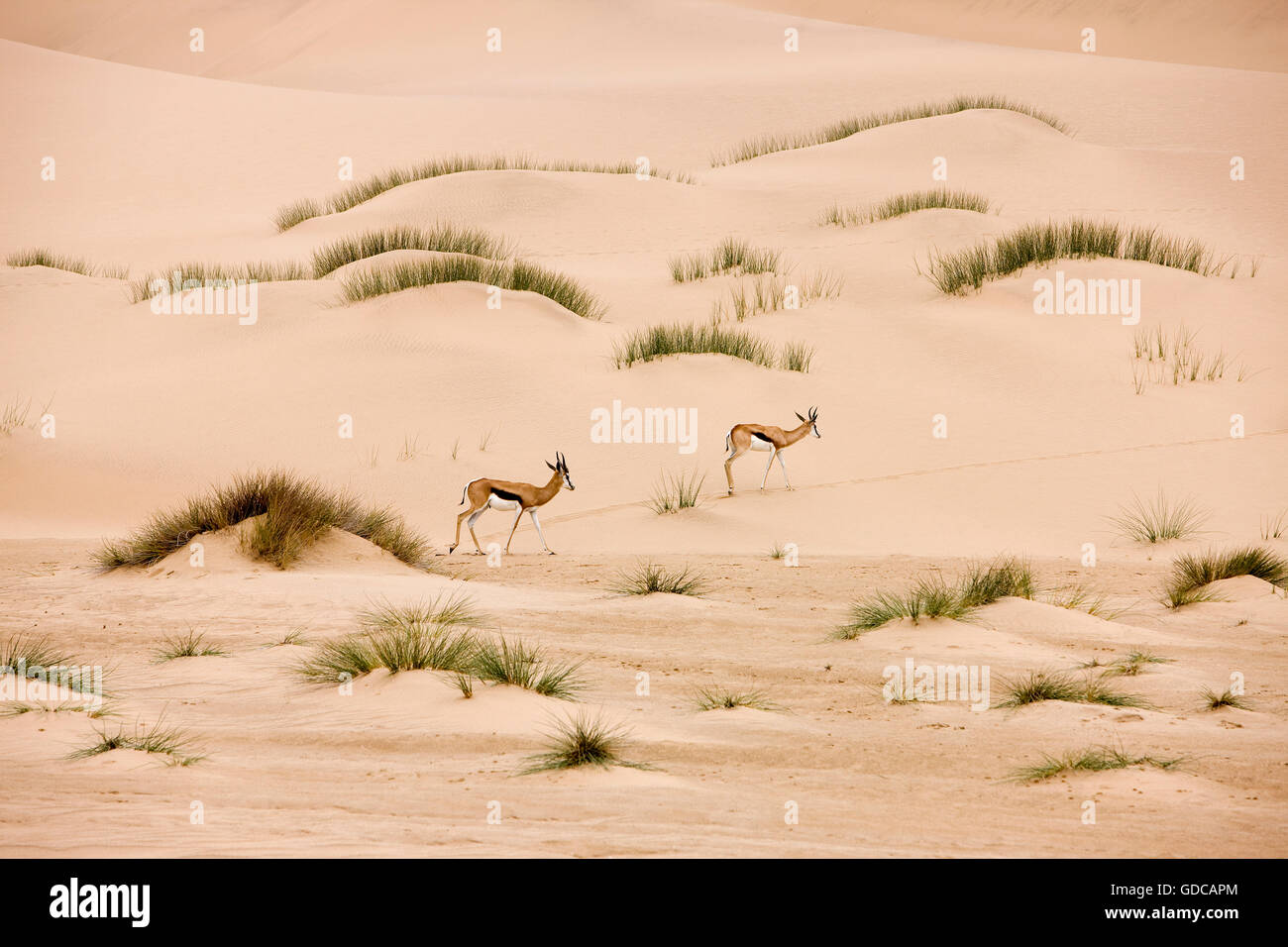 Springbock, Antidorcas Marsupialis, Erwachsene gehen auf Sand, Namib-Wüste in Namibia Stockfoto
