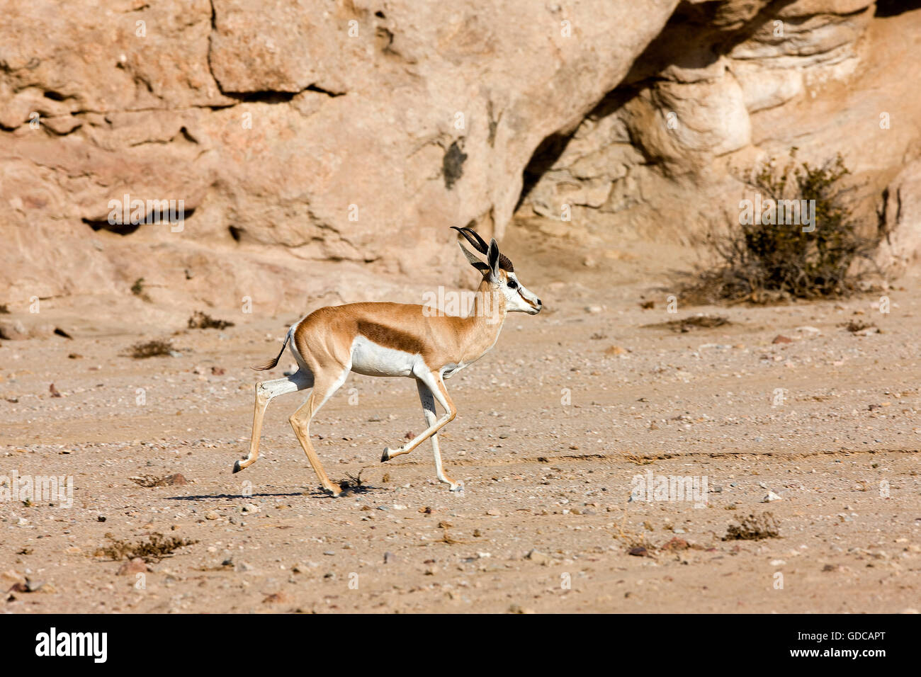 Springbock, Antidorcas Marsupialis, Erwachsenen gehen in Namib Wüste in Namibia Stockfoto